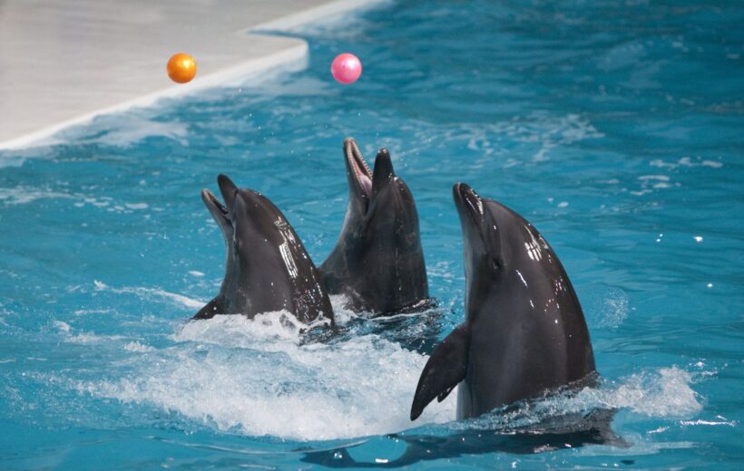 From Hurghada: Dolphin Show Trip