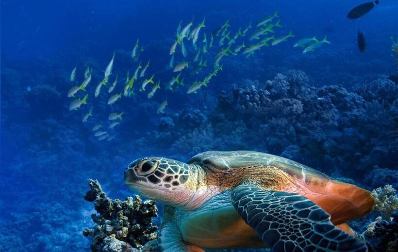 From Hurghada: Private Full Day Trip Abu Dabbab Beach